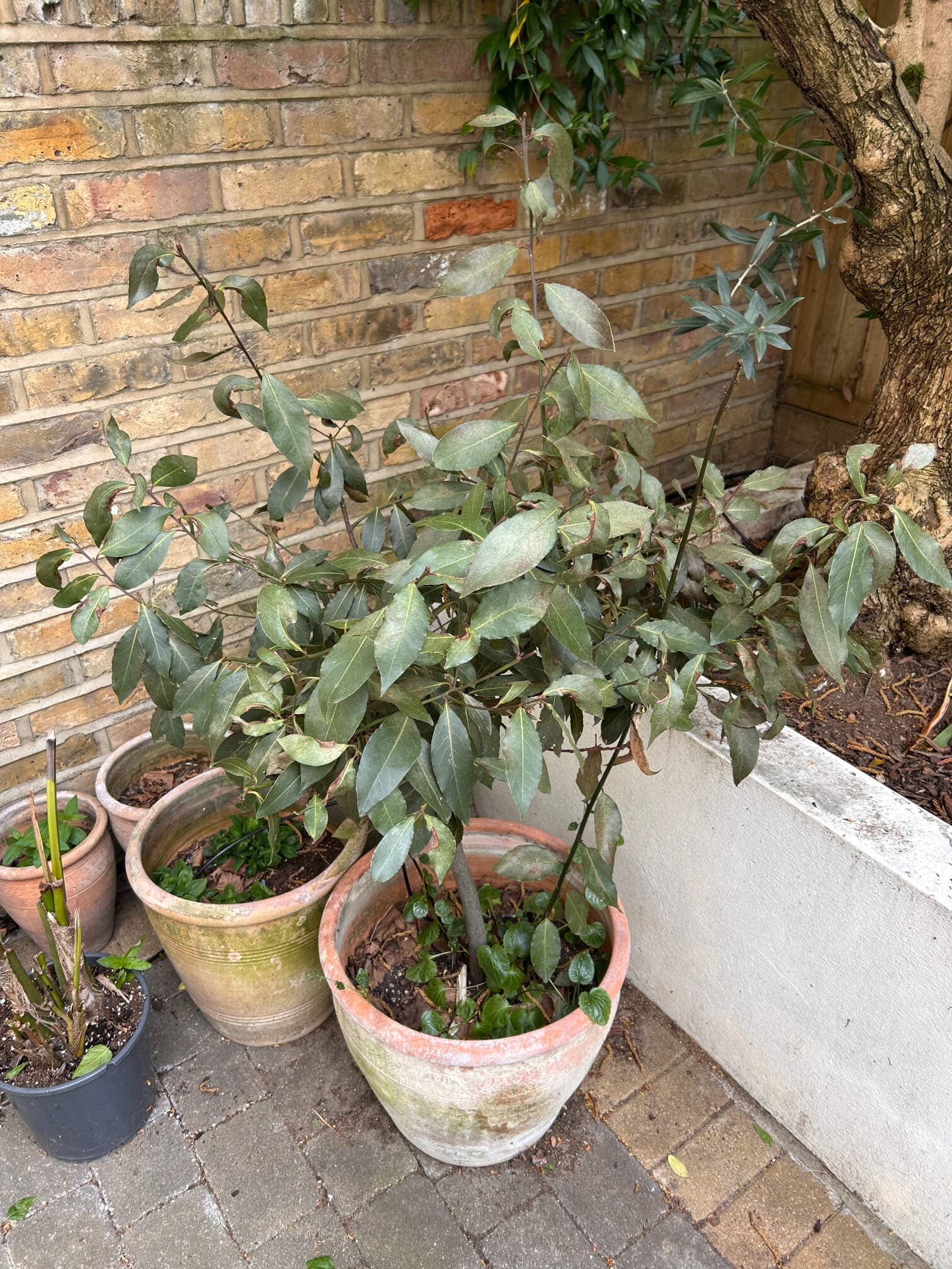 Plants in pots ready to add to your library